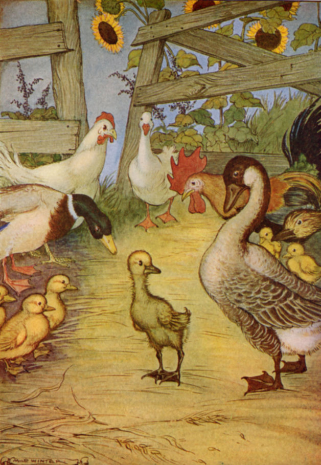 "He became quite red in the head with passion, so that the poor little thing did not know where to go, and was quite miserable because he was so ugly as to be laughed at by the whole farmyard." Illustration by Milo Winter. Published in Hans Andersen's Fairy Tales by Hans Christian Andersen (1916), Rand McNally and Company.