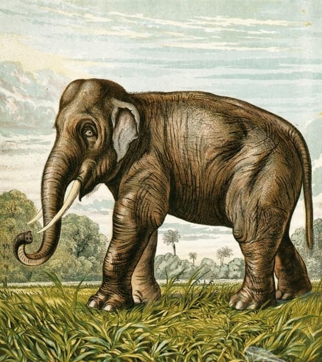 An image of an elephant 
