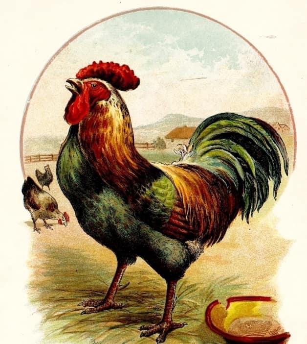 image of a rooster