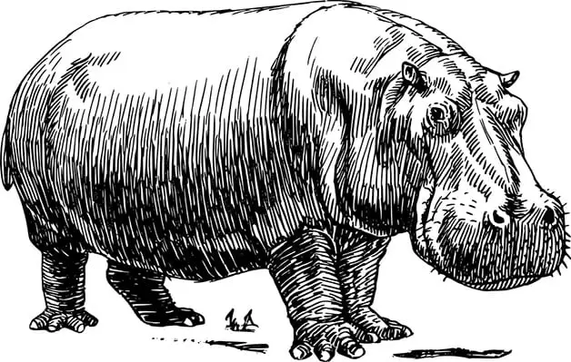 Illustration of hippo