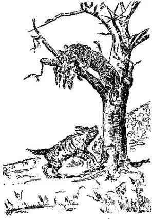 "I cannot climb a tree." Illustration by Oliver Whitwell Wilson, published in African Stories by Albert D. Helser (1930), Fleming H. Revell Company.