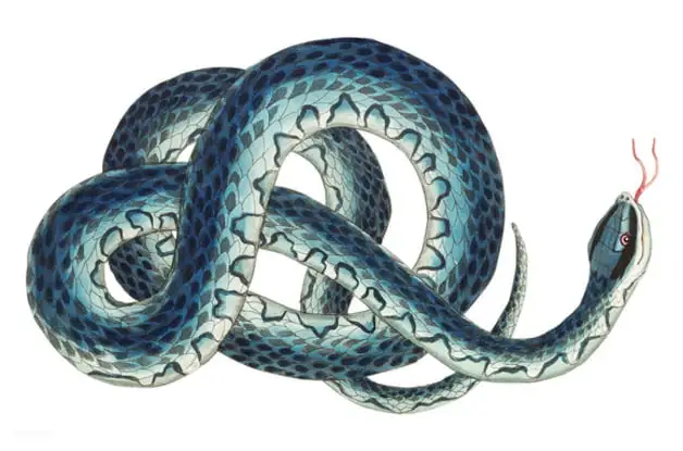 Snake illustration by Frederick P. Nodder, published in The Naturalist's Miscellany (1801), Nodder & Co.