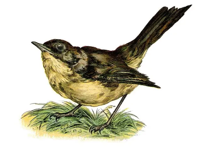 Vintage illustration of a nightingale. Circa 1890's.