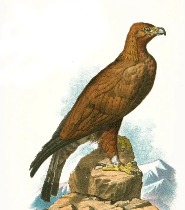 A golden eagle sitting proudly.